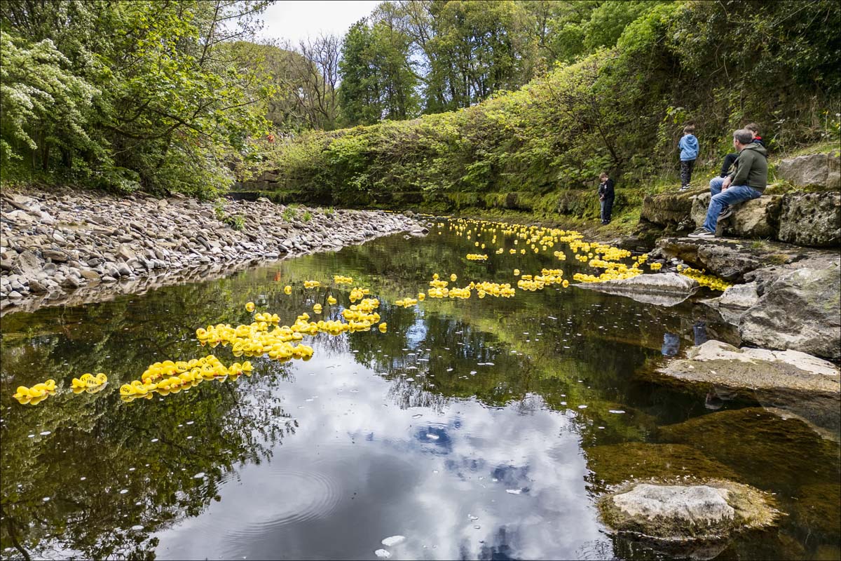 Duck_race027