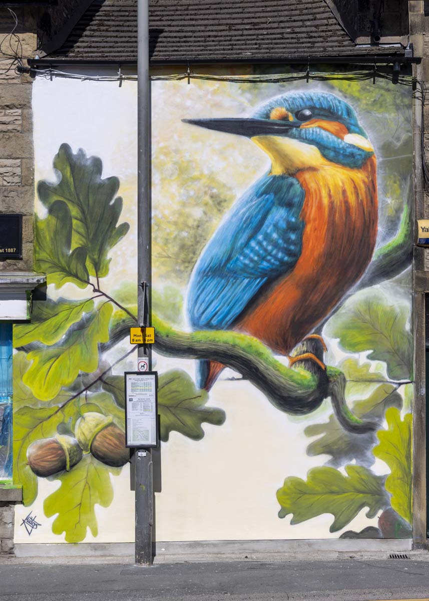 Kingfisher_019