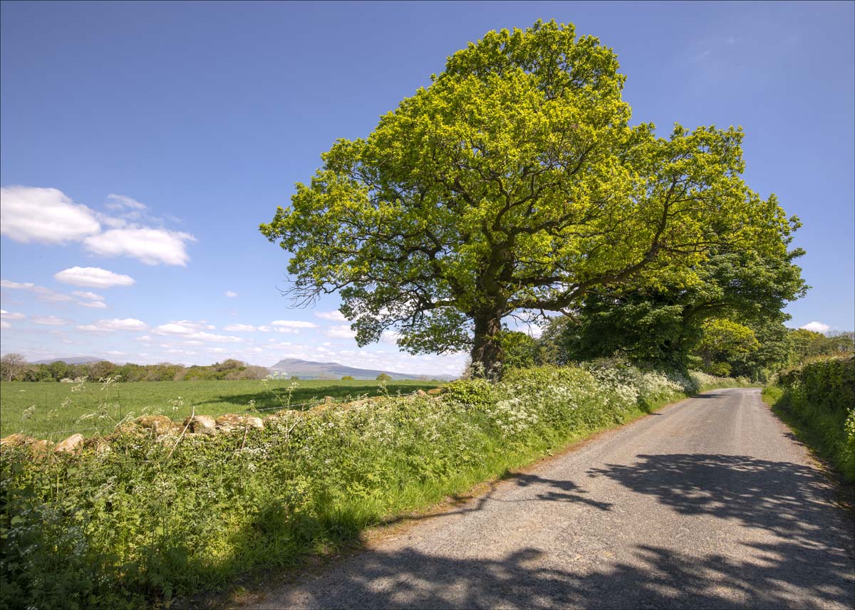 Landscape_032