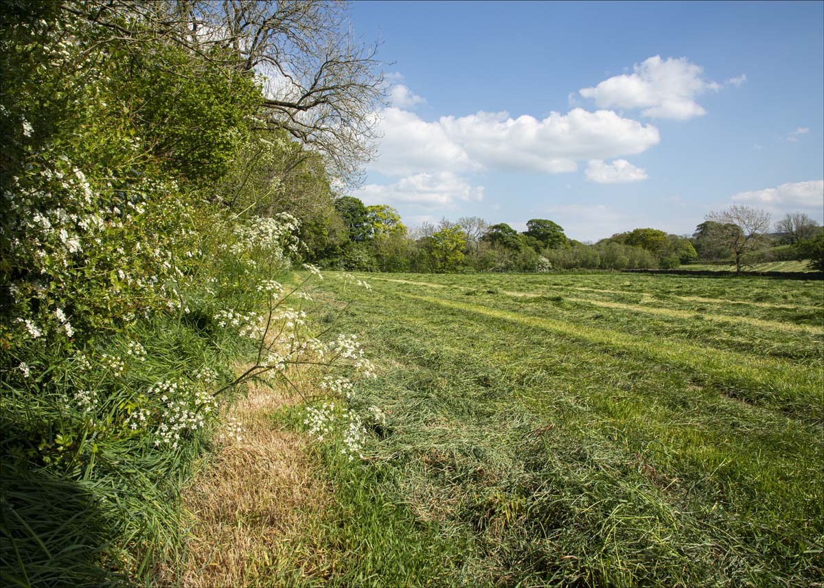 Landscape_036