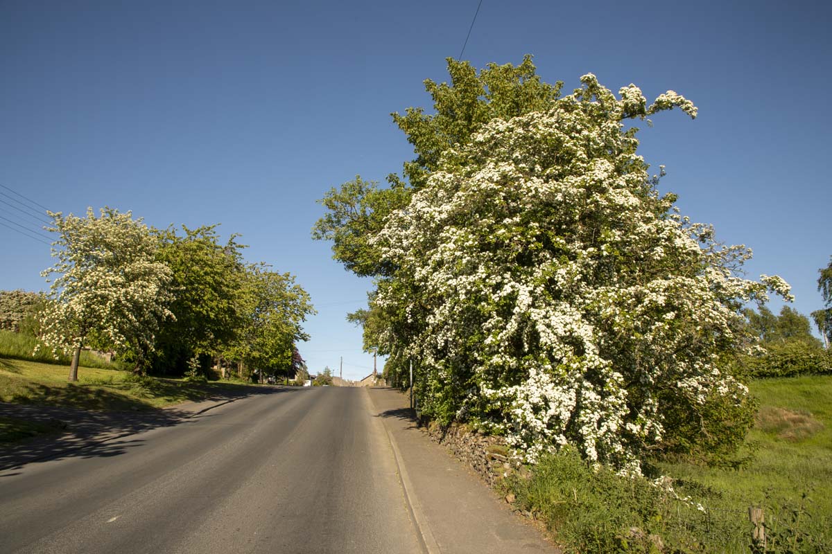Landscape_040